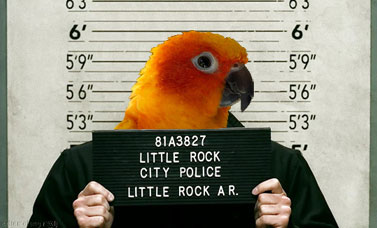 dysfunctional parrot in jail