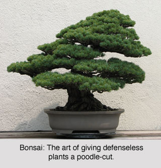 bonsai