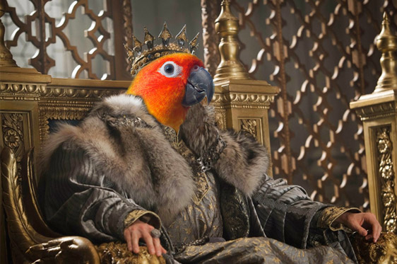 king_parrot