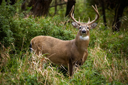 WhitetailDeer