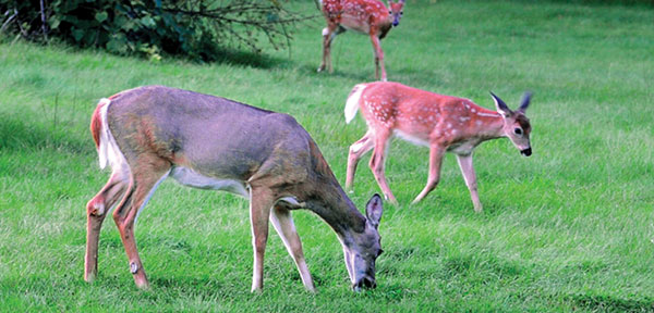 deer2