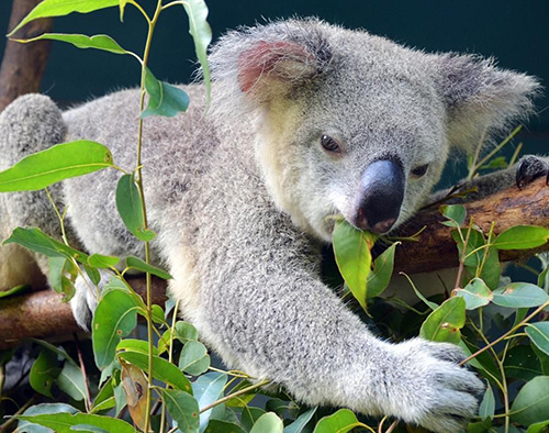 koala