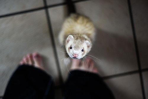 ferret